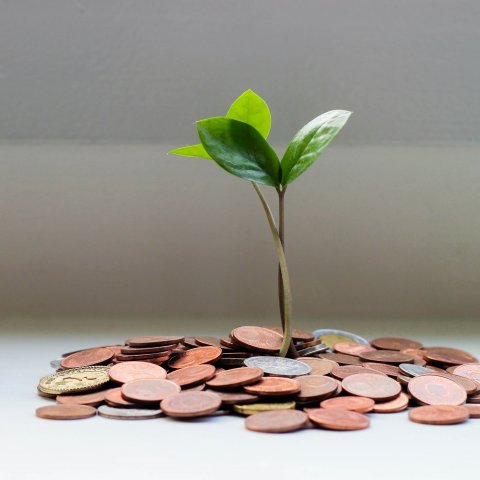 Münzgeld, aus dem ein Setzling wächst